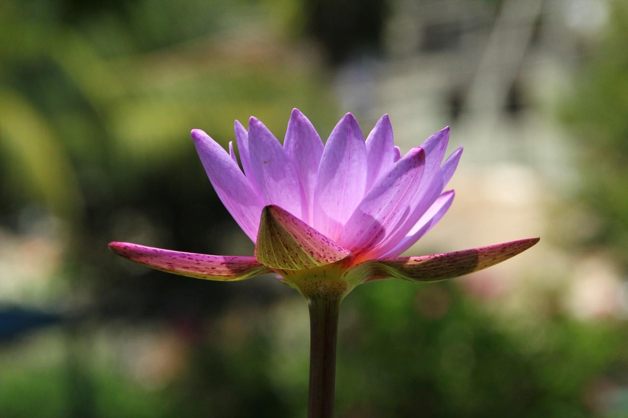 Mahaweli Shades 호텔 캔디 외부 사진