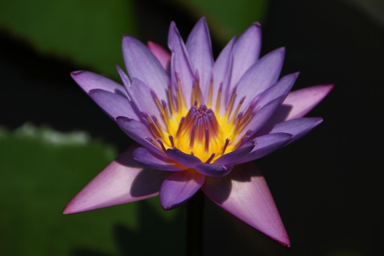 Mahaweli Shades 호텔 캔디 외부 사진